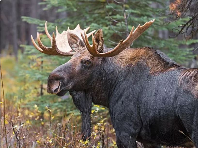 bull moose